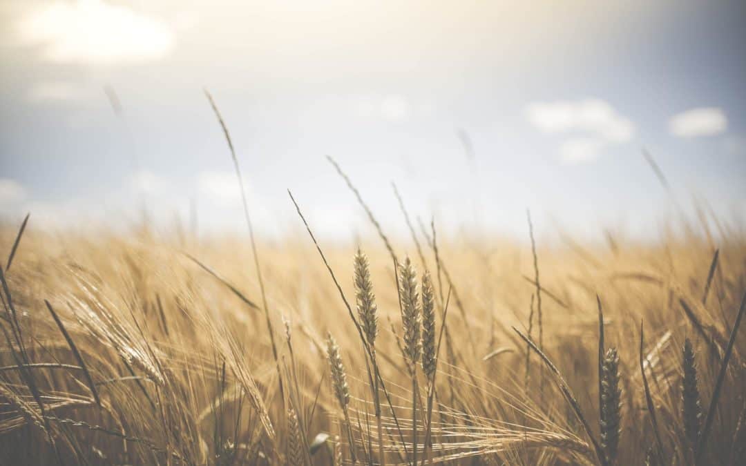 Retorno al Ser | Alimentación y Paz, por el Dr. Jorge Iván Arango Caro