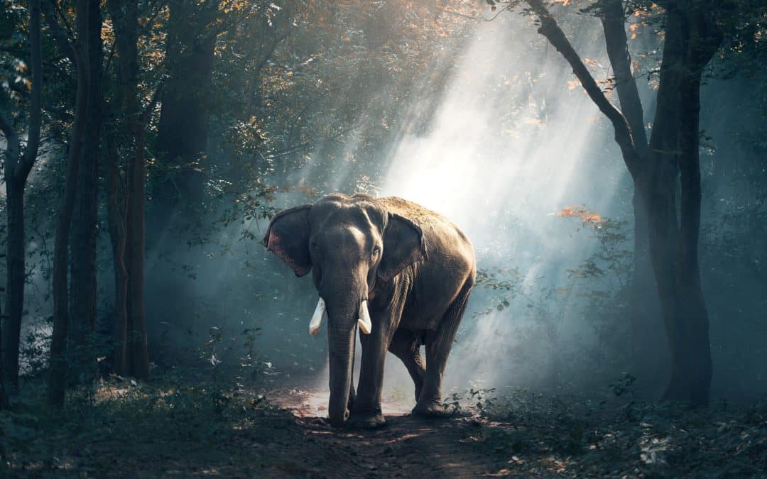 La cultura como instrumento de transformación ambiental
