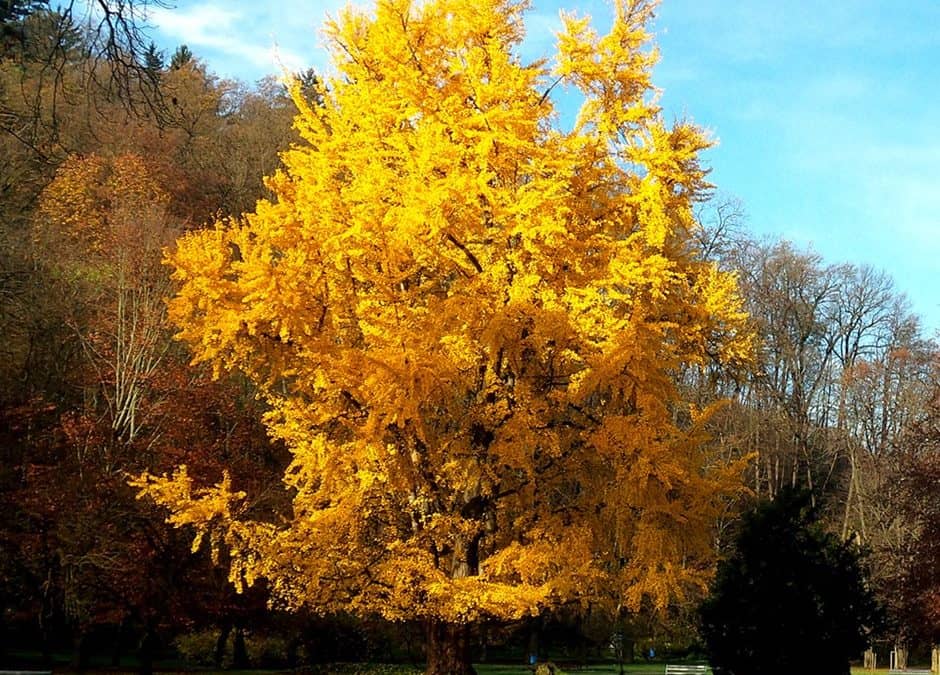 Lecciones de una Mamá Árbol