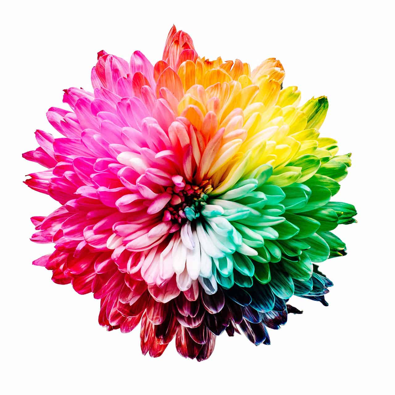 Dale color a tu Vida
